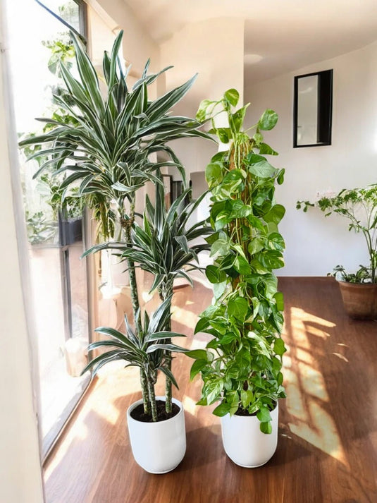 Exotic Indoor Bundle - 2X Plants | Ceramic Pot | 120 - 150 cm - Freshplants