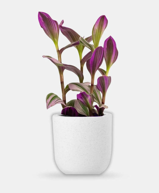 Fantasy Venice | Tradescantia nanouk - Freshplants