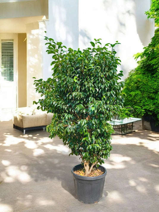 Ficus Benjamina | Outdoor Plant | 180 - 200 cm - Freshplants