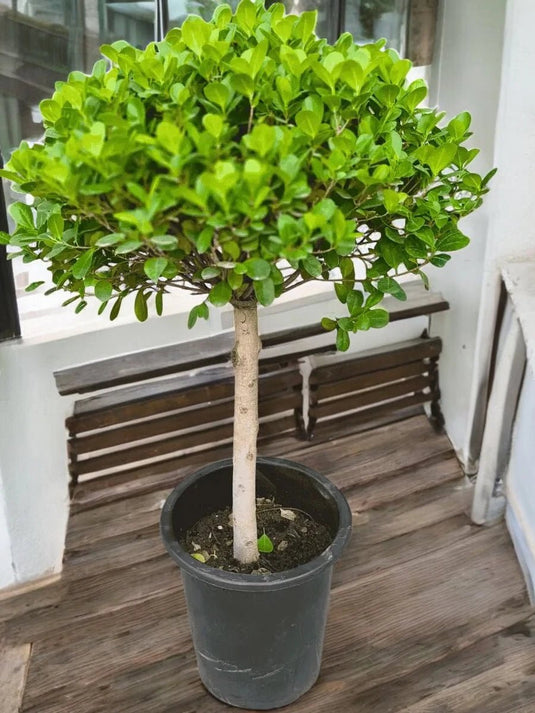 Ficus Benjamina | Weeping Fig | 30cm to 210cm with Ceramic or Nursery Pots - Freshplants