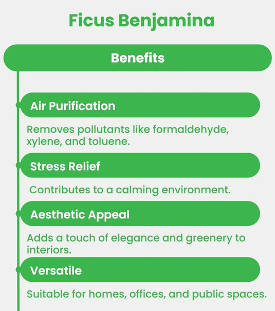 Ficus Benjamina | Weeping Fig - Freshplants