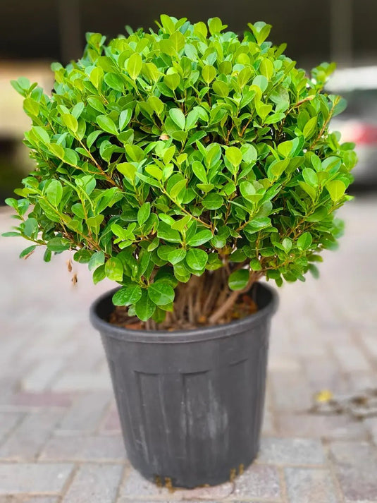 Ficus Bonsai Panda Ball Shape - Freshplants