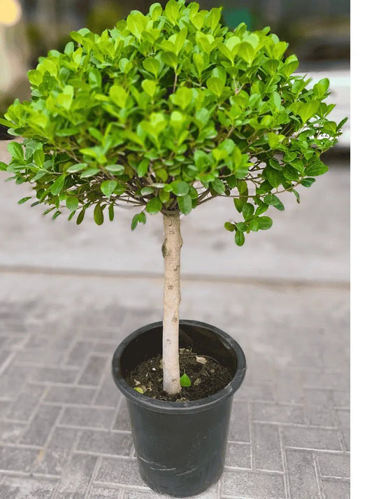 Ficus Bonsai Panda One Head - Freshplants