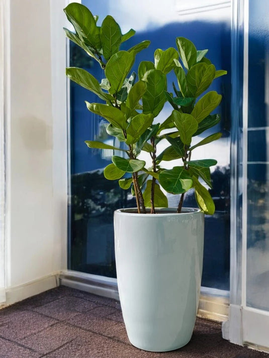 Ficus Lyrata 3PP | 80 - 100 cm | Silver Grey Ceramic Long Pot - Freshplants