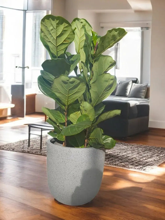 Ficus Lyrata | Fiddle Plant or Fiddle Leaf Fig | Fiber Pot Include - Freshplants