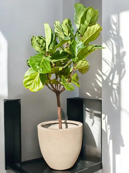 Ficus Lyrata | Fiddle Plant or Fiddle Leaf Fig | Fiber Pot Include - Freshplants