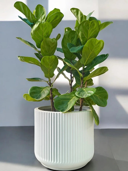 Ficus Lyrata | Fiddle Plant or Fiddle Leaf Fig | Fiber Pot Include - Freshplants