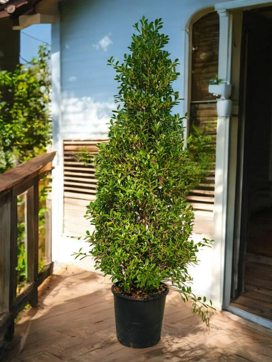 Ficus Microcarpa Bonsai | Outdoor Plant | 180 - 200 cm - Freshplants