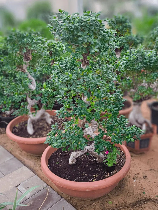 Ficus Panda "8" Shape 100 cm - Freshplants