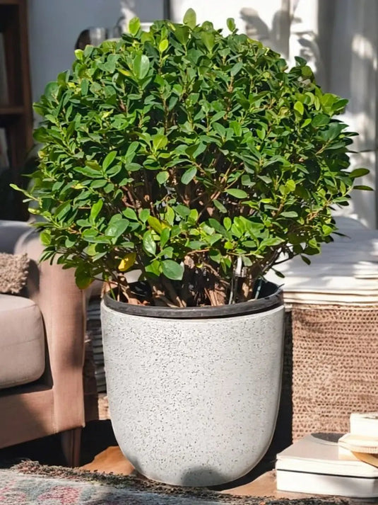 Ficus Panda Ball Shape | 60 - 90 cm | Fiber Pot Included - Freshplants