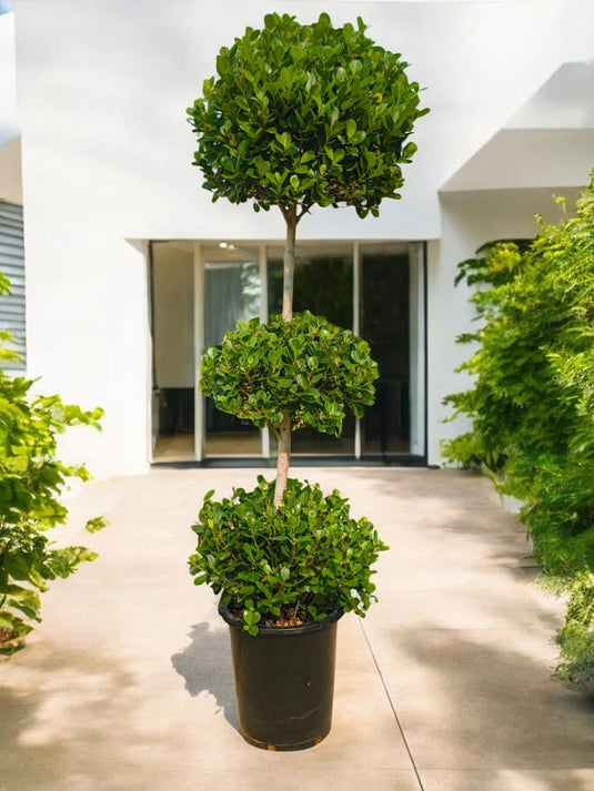 Ficus Panda Bonsai 3 Step | Outdoor Plant | 190 - 200 cm - Freshplants