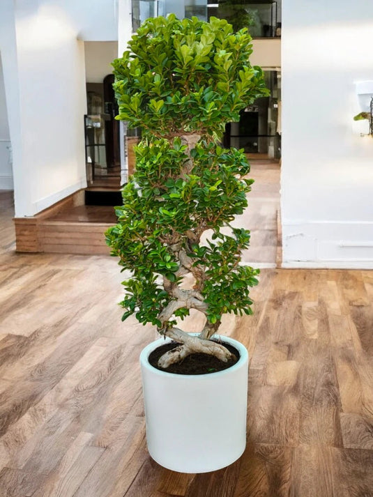 Ficus Panda Bonsai "8" Shape 100 cm - Freshplants