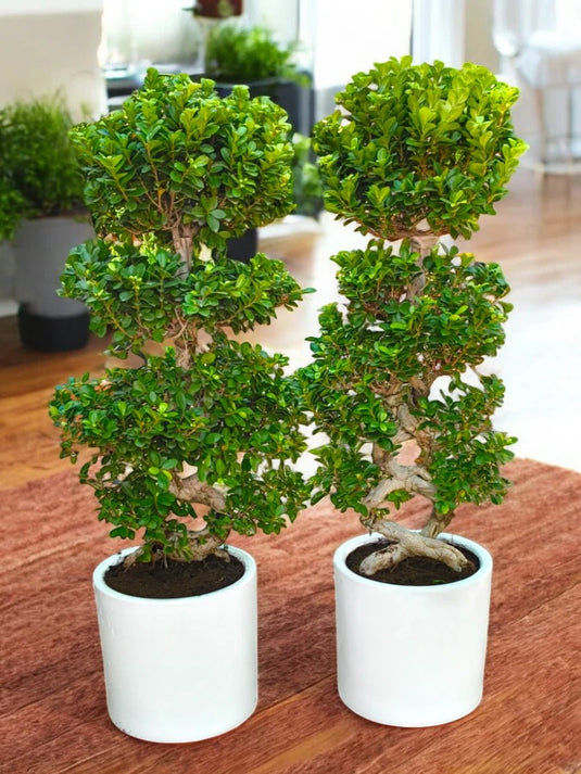 Ficus Panda Bonsai "8" Shape Bundle 2X Plants - Freshplants