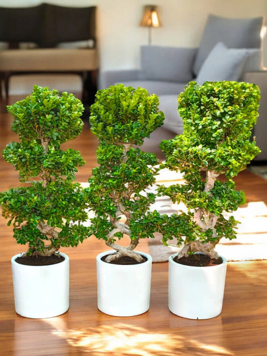 Ficus Panda Bonsai "8" Shape Indoor Bundle 3X Plants - Freshplants