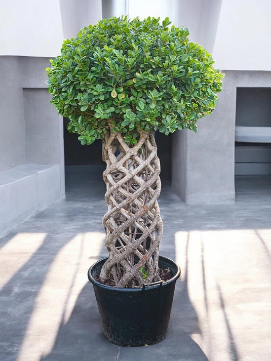 Ficus Panda Bonsai Net (Cage) Shape - Freshplants