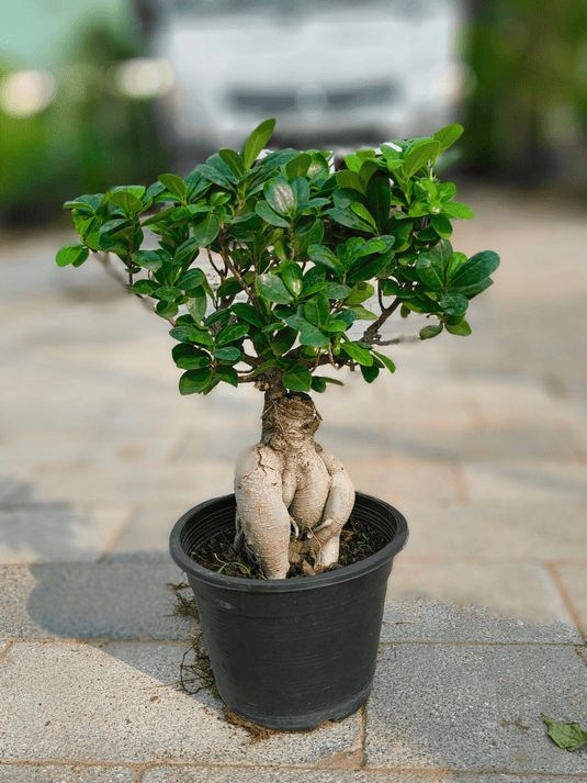 Ficus Panda Bonsai | Nursery and Ceramic Pot | Different Sizes - Freshplants