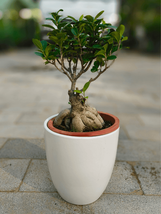 Ficus Panda Bonsai | Nursery and Ceramic Pot | Different Sizes - Freshplants