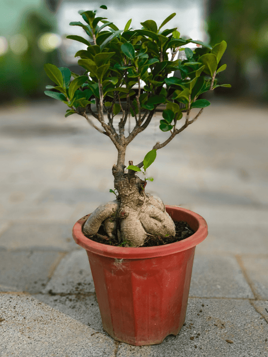 Ficus Panda Bonsai | Nursery and Ceramic Pot | Different Sizes - Freshplants