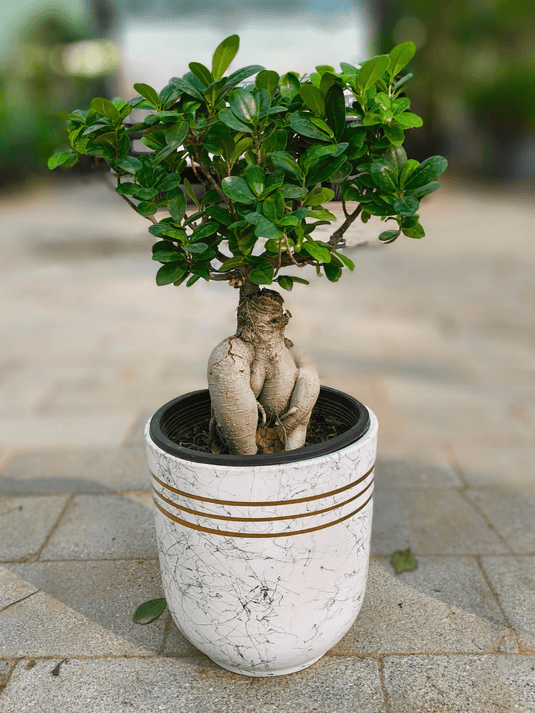 Ficus Panda Bonsai | Nursery and Ceramic Pot | Different Sizes - Freshplants