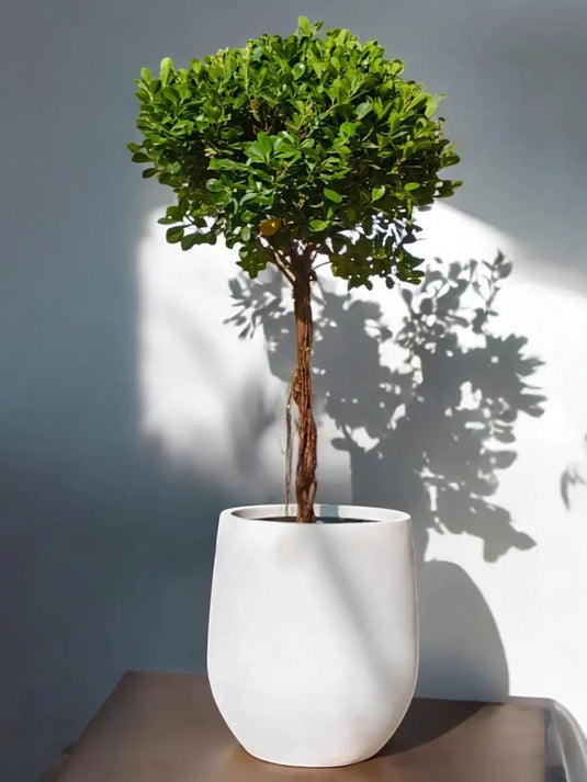 Ficus Panda Bonsai One Head | 130 - 150 cm | Fiber Pot Included - Freshplants