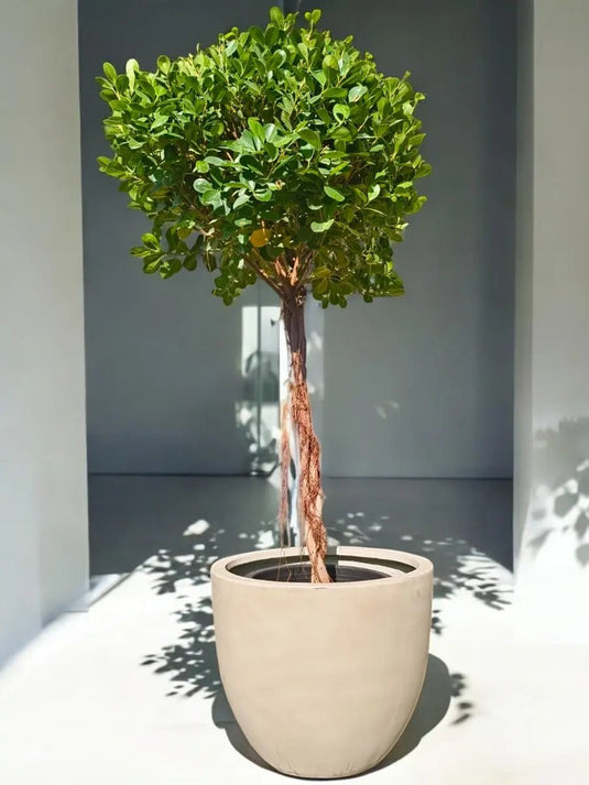 Ficus Panda Bonsai One Head | Fiber Pot Include | 130 - 150 cm - Freshplants