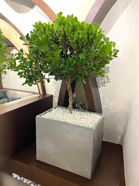 Ficus Panda Bonsai One Head with Planter - Freshplants