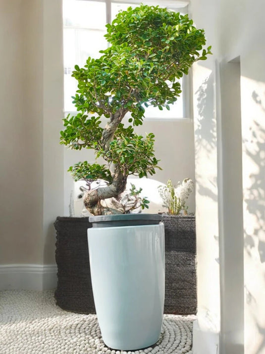 Ficus Panda Bonsai “S” Shape | 140 - 150 cm | Silver Grey Ceramic Long Pot - Freshplants