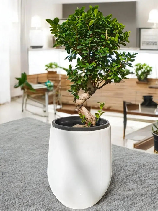 Ficus Panda Bonsai “S” Shape - Freshplants