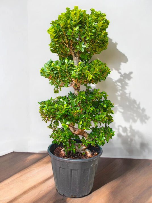 Ficus Panda Bonsai “S” Shape - Freshplants