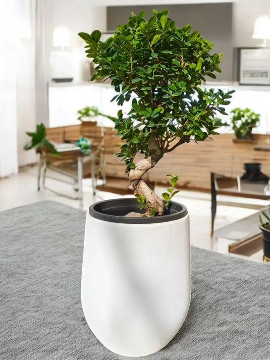 Ficus Panda Bonsai “S” Shape | 70 - 90 cm | Fiber Pot Included - Freshplants