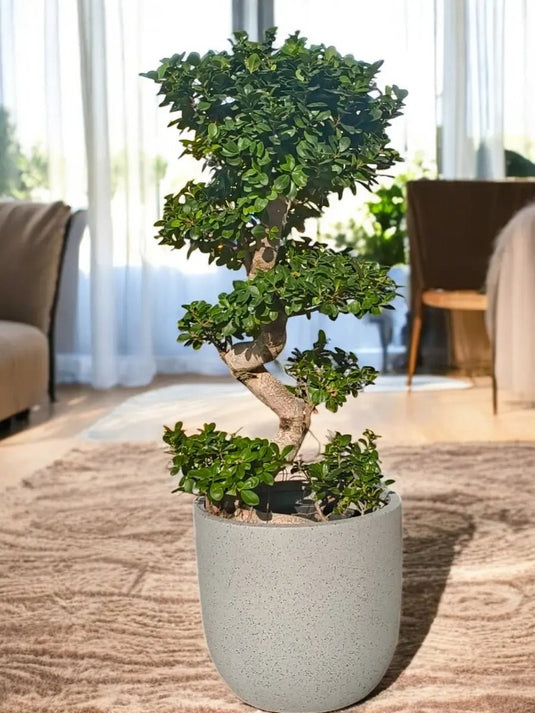 Ficus Panda Bonsai “S” Shape | 90 - 110 cm | Fiber Pot Included - Freshplants