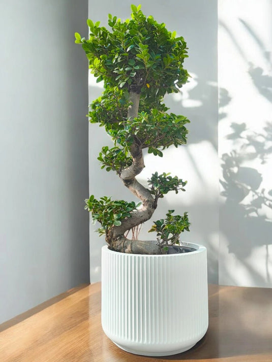 Ficus Panda Bonsai “S” Shape | 90 - 110 cm | Fiber Pot Included - Freshplants