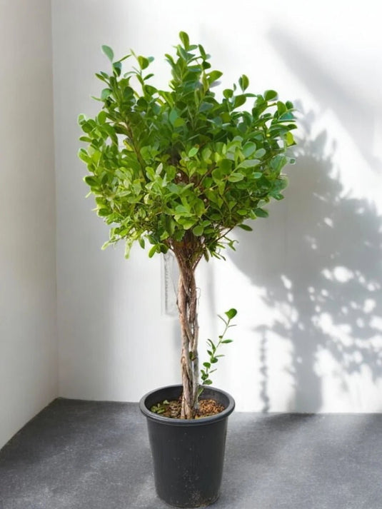 Ficus Panda | Ficus truncata | Outdoor Plant - Freshplants