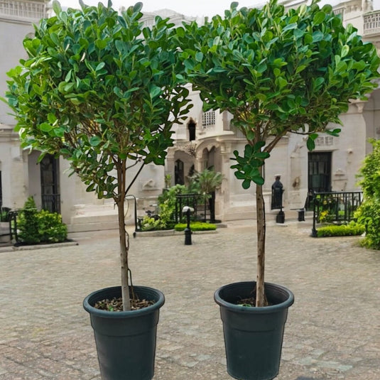 Ficus Panda Large | Indoor | Outdoor Bundle x 2 - Freshplants