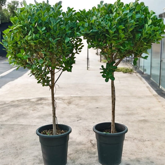 Ficus Panda Large | Indoor | Outdoor Bundle x 2 - Freshplants