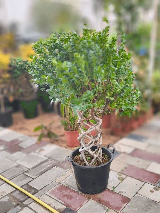 Ficus Panda Net (Cage) Shape - Freshplants