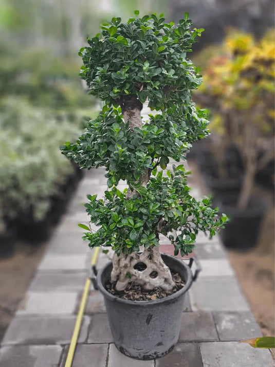 Ficus Panda Net (Cage) Shape - Freshplants