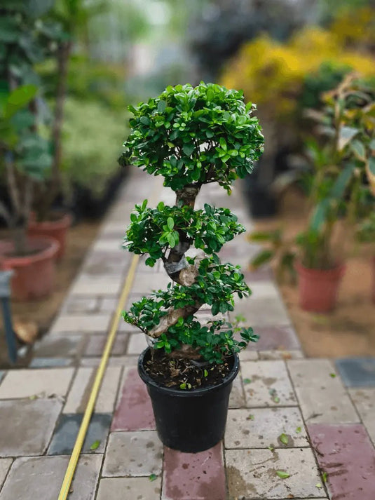 Ficus Panda “S” Shape - Freshplants