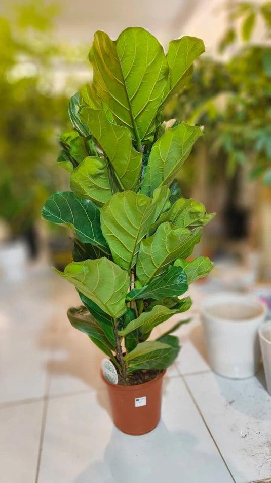 Fiddle Plant or Fiddle Leaf Fig - Ficus Lyrata - Freshplants