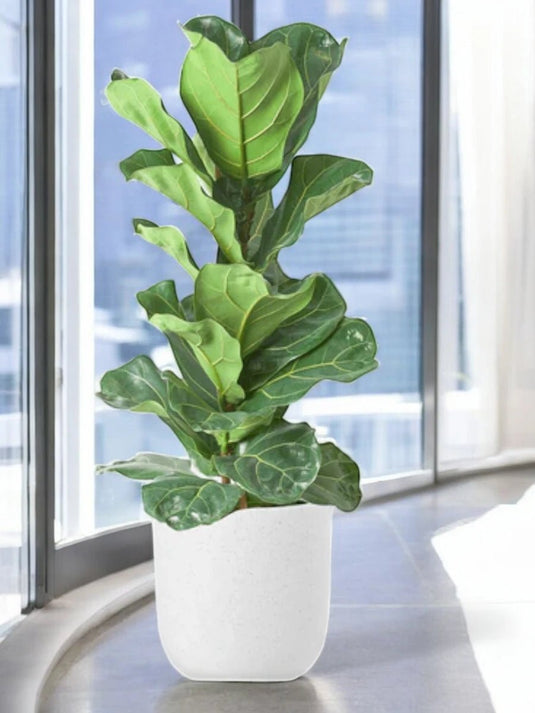 Fiddle Plant or Fiddle Leaf Fig - Ficus Lyrata - Freshplants