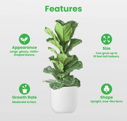 Fiddle Plant or Fiddle Leaf Fig - Ficus Lyrata - Freshplants