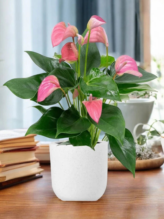 Flamingo Pink Plant | Small, Large sizes, 30 - 70cm, Nursery or Ceramic Pots | UAE Delivery - Freshplants