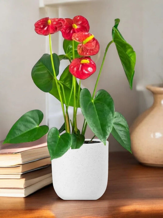 Flamingo Red Plant | 30cm - 70cm | Flowering Indoor Plant - Freshplants