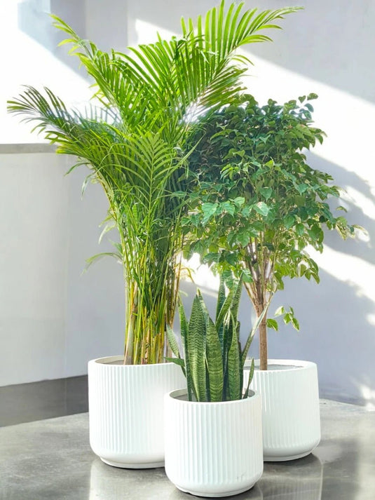 Fresh Air Bundle | Areca Palm, Radermachera, Snake Plant | Grey Fiber Pot Set Included - Freshplants