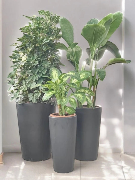 Fresh Breath Bundle | Saplera, Bird of Paradise, Dieffenbachia Plant | Black Long Ceramic Pot Set - Freshplants