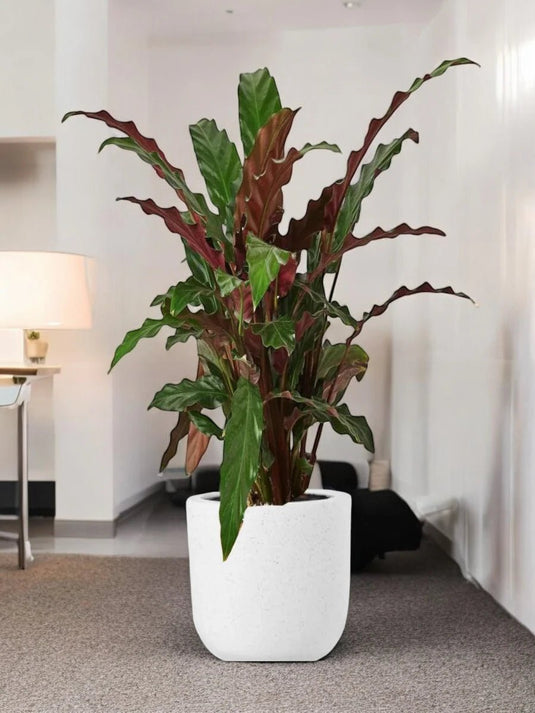 Furry Feather | Calathea Bluegrass | Indoor Plant | Small, Large | 30cm to 70cm - Freshplants