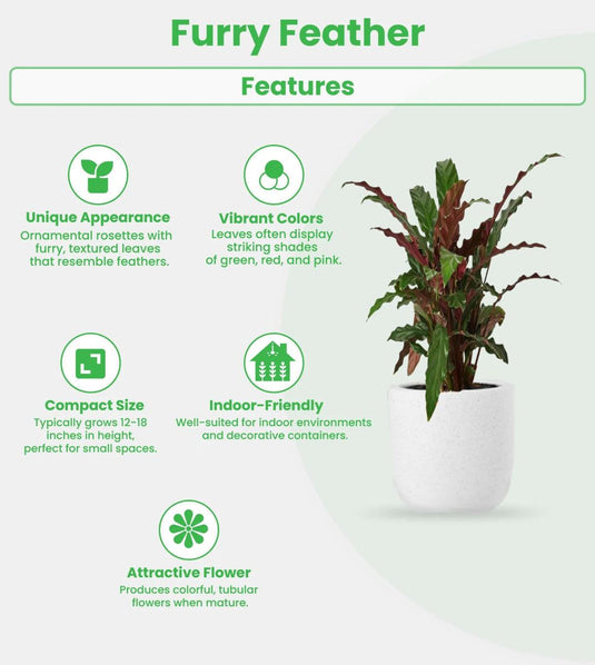 Furry Feather | Calathea Bluegrass | Indoor Plant | Small, Large | 30cm to 70cm - Freshplants