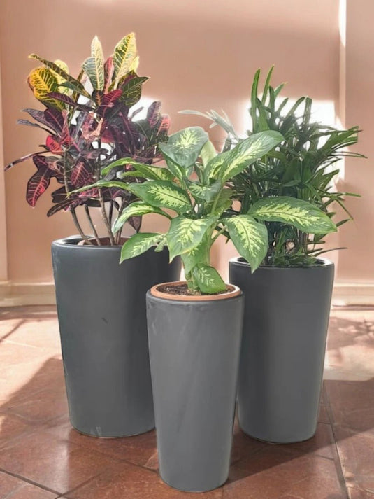 Garden Dreams Trio | Croton, Rhapis, Dieffenbachia | Black Long Ceramic Pot Set - Freshplants