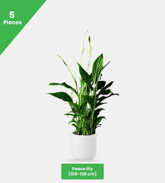 Garden Gala Bundle - 11 x Plants - Freshplants