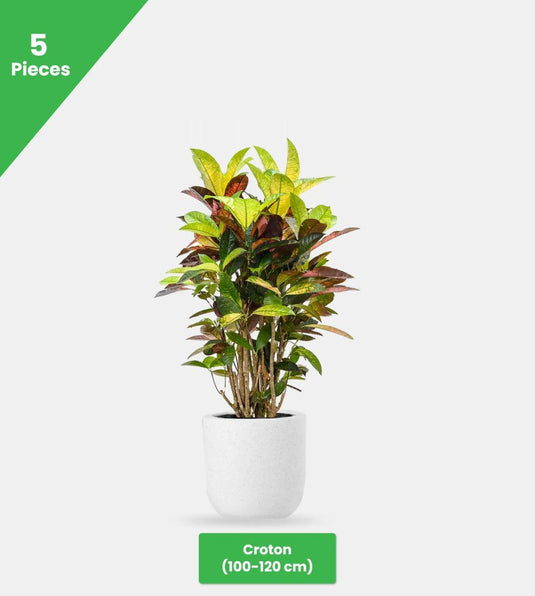 Garden Glory Bundle - 17 x Plants - Freshplants